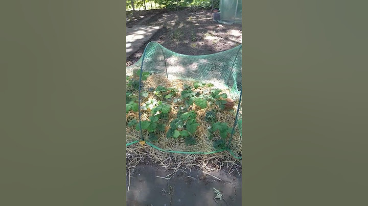 Ik heb een netje over de aardbeien planten gedaan. Nu is het wachten op de aardbeien seizoen. 🍓🍓🍓