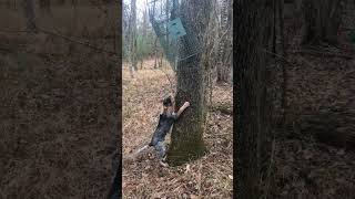 4 month English/bluetick pup trailing a squirrel drag and treeing