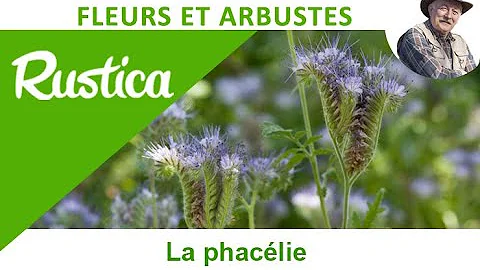 Où planter la phacélie ?