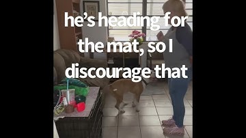 Dog Training: Proofing Basic Obedience Cues