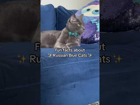 Video: Is Russiese blou katte snoesig?