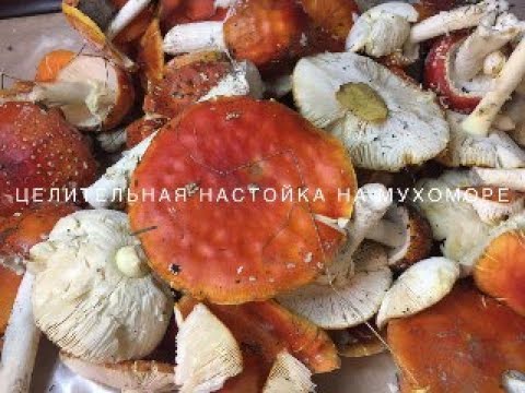 Целебная настойка на мухоморе