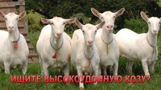 ЗААНЕНСКИЕ КОЗЫ  Высокоудойные Зааненские козы