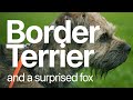 Border Terrier & Fox