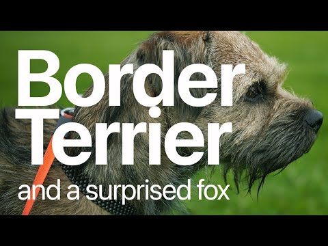 Video: Border Terrier Honderas Allergene, Gesondheid En Lewensduur
