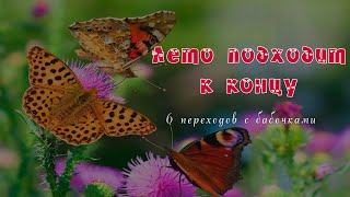 Последние Дни Лета  Скоро Осень. А У Меня Для Вас 6 Новых Переходов С Бабочками.