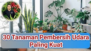 Penting! Tanam 30 Tanaman ini Agar Sehat, Manfaat Tanaman di rumah, Pembersih Udara Agar Tubuh Sehat