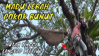Proses mengambil madu di HUTAN TINGGI LANGKAP [ SETIU ]