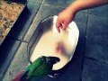 Dhooni (green cheek conure) taking a bath