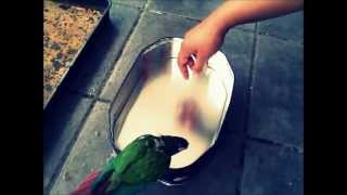 Dhooni (green cheek conure) taking a bath