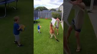 CCTV Captures Terrifying Moment#KangarooAttack #CCTVFootage #animalattack  #WildlifeCaughtOnCamera