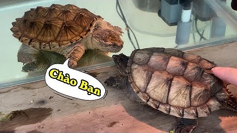 Vlog #18 | Đập Hộp Rùa Common Full Gold Thứ 2 | Thành Viên Mới