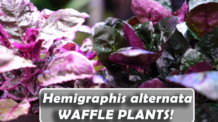 Discover the Stunning Beauty of the Purple Waffle Plant