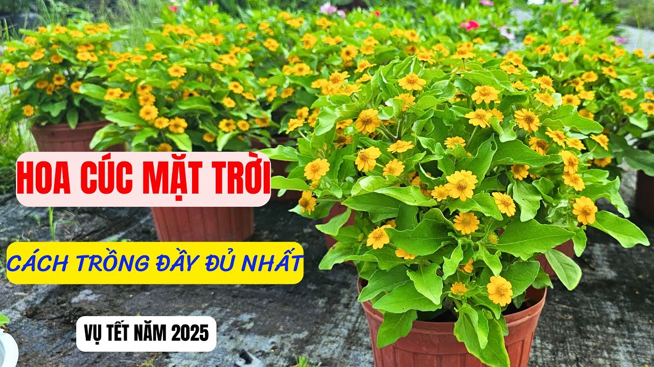 Cách trồng hoa cúc mặt trời chi tiết