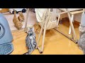 突然の大喧嘩!そのときあいちゃんが茶々パパがぽちゃお兄ちゃんが...そしてレオまで即座に動いた!