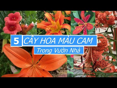 Video: Orange Garden Design - Cây Cho Một Vườn Cam