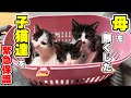 【仔猫保護】突然母猫を無くした仔猫3匹を緊急保護