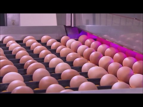 MOBA EggInspector