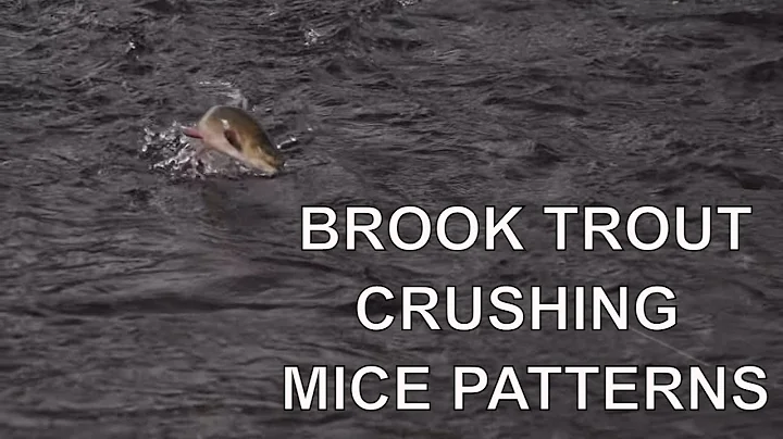 Mice Fishing for Giant Brook Trout