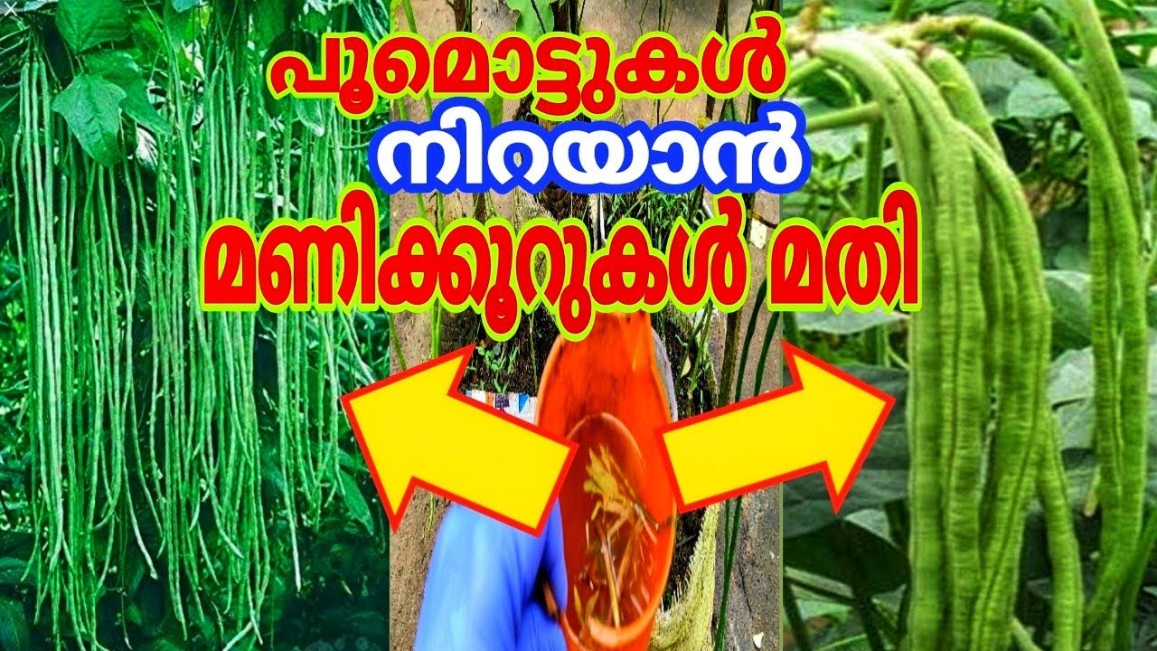 ഈ വളം ഉപയോഗിച്ചാൽ ദിവസങ്ങൾക്കുള്ളിൽ പയർ ചെടി നിറയെ കായ് വരും | 5 Garden Tips