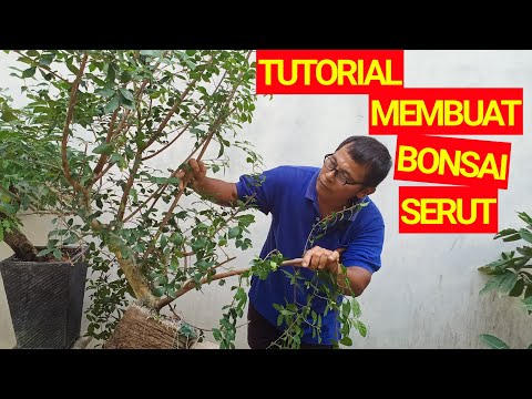 TUTORIAL Cara Membuat bonsai SERUT (streblus asper)