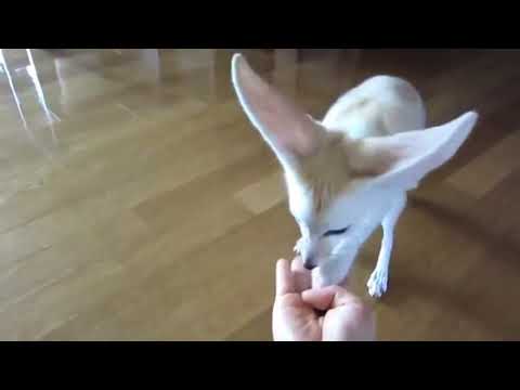 funniest fennec fox and cute funny animals videos