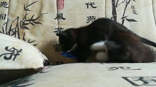 Котята - это чудо Котята - это чудо