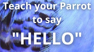 Teach your Parrot to say 'HELLO'