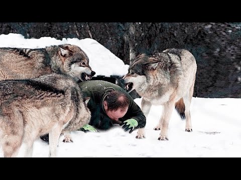 Wideo: Człowiek-wilk: Mit Czy Choroba. Kilka Faktów Na Temat Likantropii