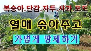 [텃밭농부. 1,059]  복숭아. 단감. 사과. 자두. 포도 열매 솎고 에방적 방제