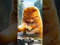 Cats Kitten Funny Videos | Cats Funny Moments #funnymoments #shorts #bubblybuds