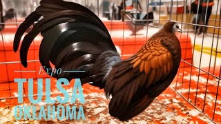 Gallitos Azteca en La Expo de Tulsa, Oklahoma! Ep.8