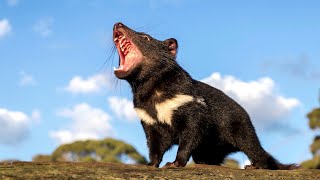 Tasmanian+Devils+return+to+Australian+mainland+after+3,000+years