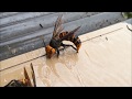 Japanese giant hornet オオスズメバチがsticky paper粘着シートにくっつく瞬間