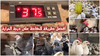 أفضل طريقة للتحم بدرجة حرارة قاعة الدجاج 🐓