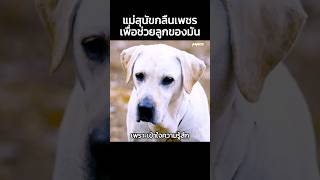 แม่สุนัขกลืนเพชรเพื่อช่วยลูกของมัน #สปอยหนัง #สรุปหนัง #Shorts