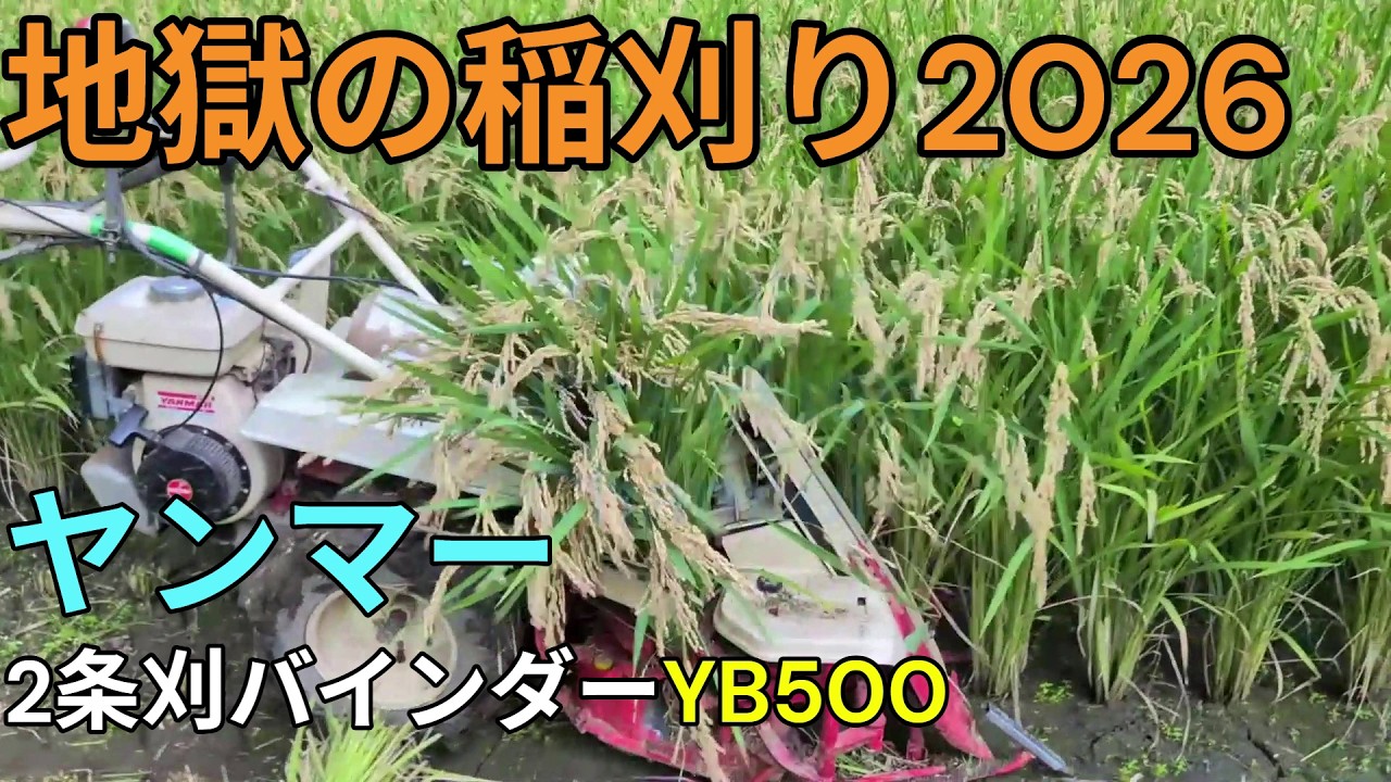 地獄の稲刈り2026ー1 ヤンマー2条刈バインダーYB500 Rice harvest 2026