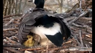 Congratulations Mrs Goose - Hatch Day - Goslings #1 \& #2 - April 26 2022 - Decorah Bald Eagle Nest