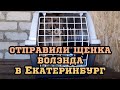 Щенок волэнда прибыл в Екатеринбург. Новая жизнь волчонка.