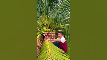 Cây Dừa xiêm xanh lùn chuẩn giống | 0386569374 - Ngọc Ngân Bến Tre | Chuyên cây độc lạ