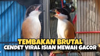 Download Lagu Cendet Brutal Gacor Full Materi CENDET VIRAL 2025 Istimewa. MP3 Download Lagu Cendet Brutal Gacor Full Materi CENDET VIRAL 2025 Istimewa. MP3