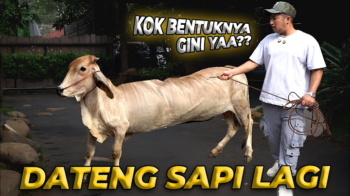 DATENG SAPI BARU LAGI TAPI GW BINGUNG KOK BENTUKINYA BEGINI??