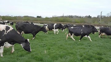 Happy Cows skipping out to grass for the first time. April 2012