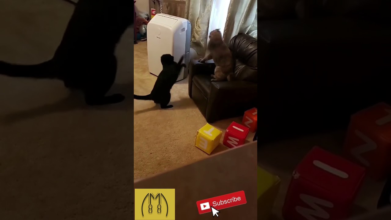 Funny Cat fight.. 🐈 😻 