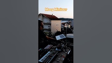 Moog Minitaur Sound #moog #minitaur #electronicmusic #liveperformance