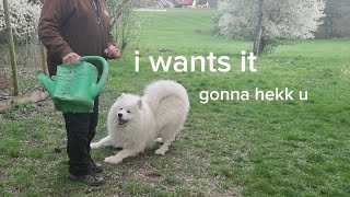 Samoyed Dog Reacts To | Compilation