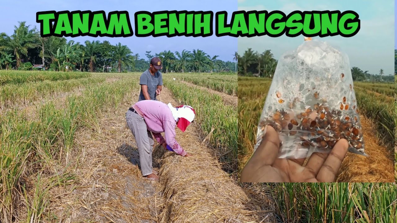 (2) NANAM SEMANGKA BENIH LANGSUNG | Indonesia farm