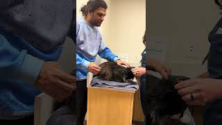 Patches Vet Care Update Thank You