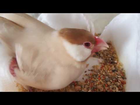 【文鳥】セラ　最期の5時間まえ