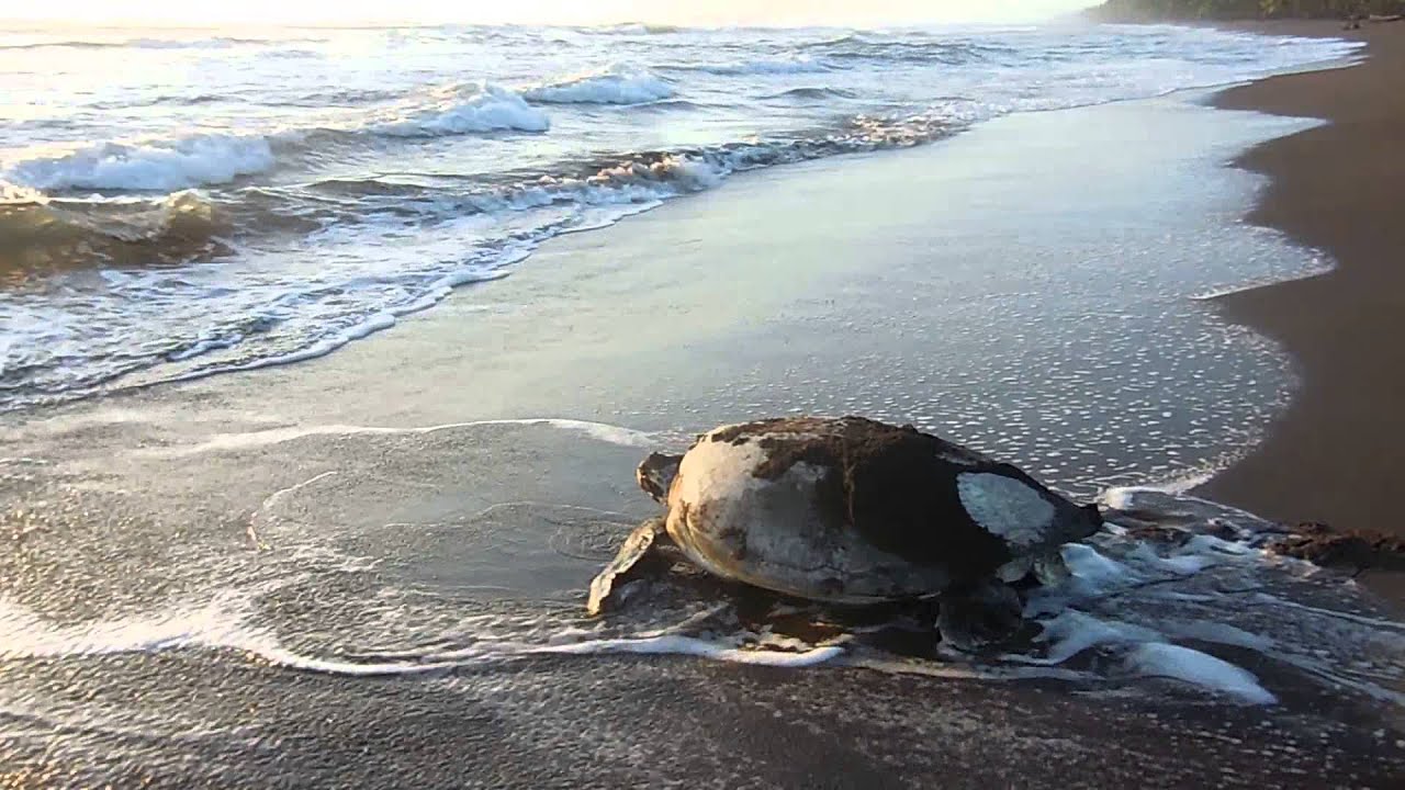 Green sea turtle returns to ocean after laying eggs - YouTube
